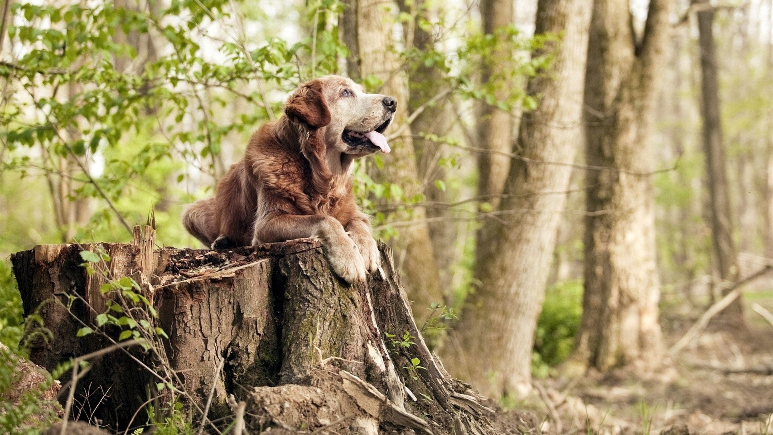 华体会app-塞内加尔对阵比利时，金玟哉发挥堪称完美的唯一之战