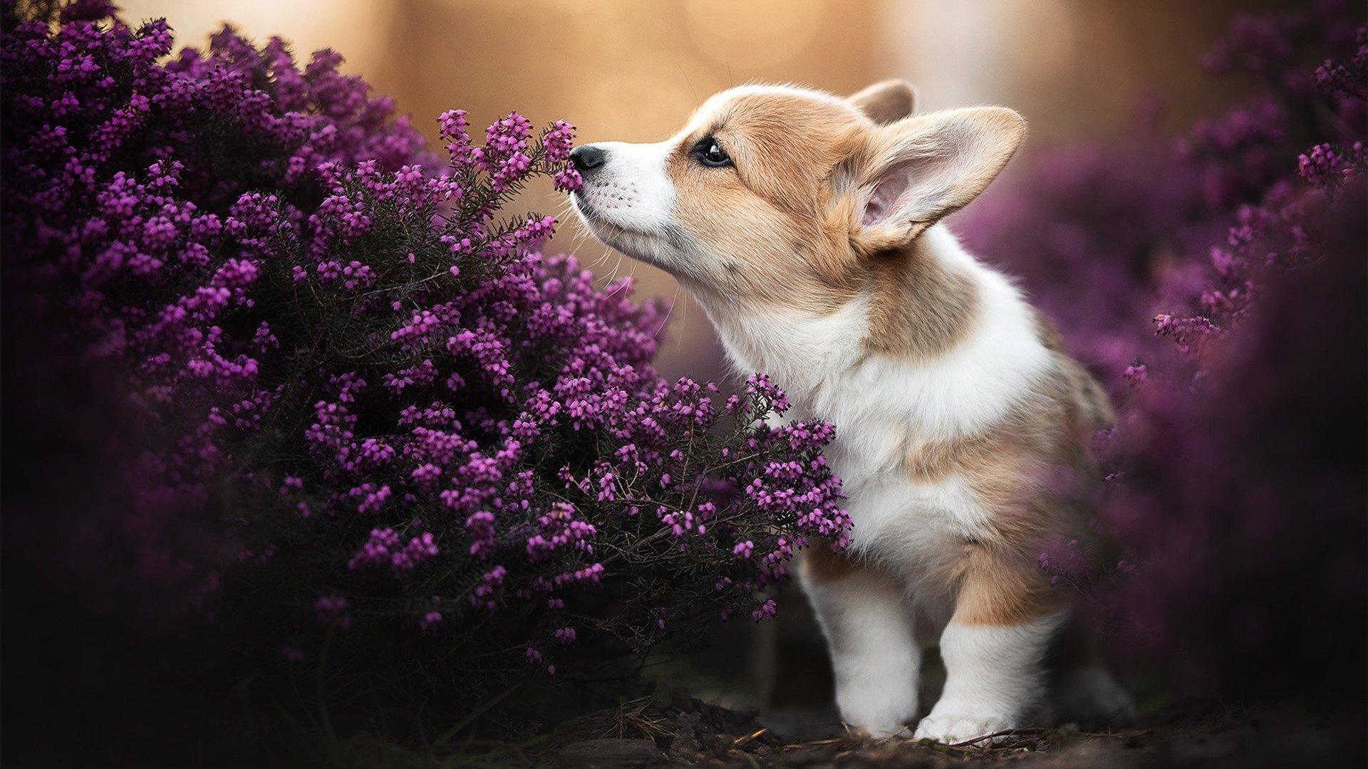 当F1引擎轰鸣篮球场，火箭速度战击溃辽宁的赛道启示录