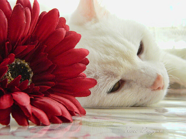 华体会官网-赛道上空的新影子，当切特在揭幕战之夜成为隐形冠军